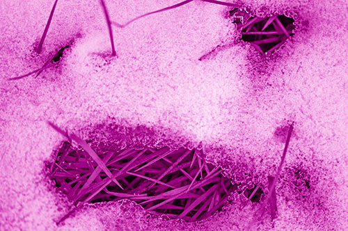 Grass Blade Face Pierces Through Melting Snow (Pink Shade)