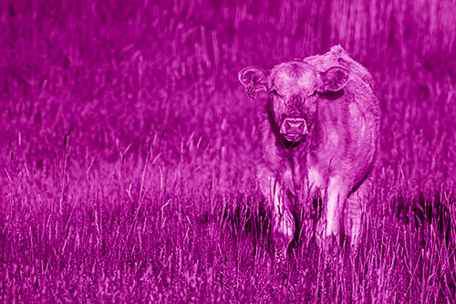 Grass Chewing Cow Spots Intruder (Pink Shade Photo)