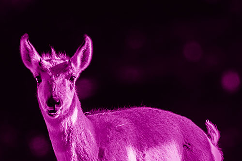 Grass Chewing Pronghorn Watches Ahead (Pink Shade Photo)