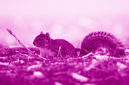 Grass Crouching Squirrel Beyond Broken Tree Branch (Pink Shade Photo)