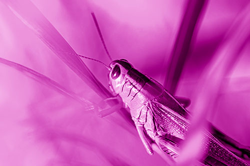Grasshopper Clasps Ahold Multiple Grass Blades (Pink Shade Photo)