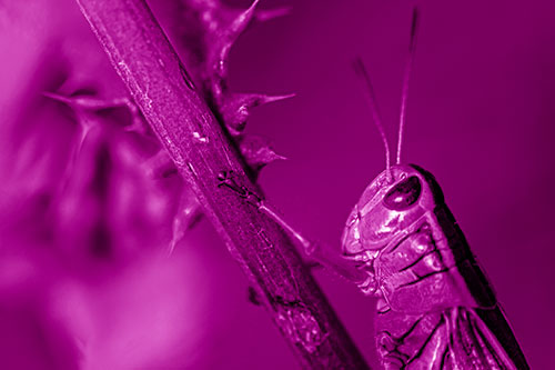 Grasshopper Hangs Onto Weed Stem (Pink Shade Photo)
