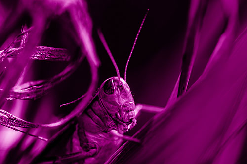 Grasshopper Perched Between Dead And Alive Grass (Pink Shade)
