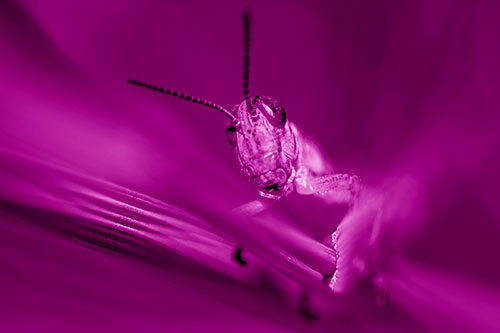 Grasshopper Rides Grass Blades Among Wind (Pink Shade)