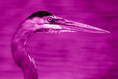 Great Blue Heron Beyond Water Reed Grass (Pink Shade Photo)