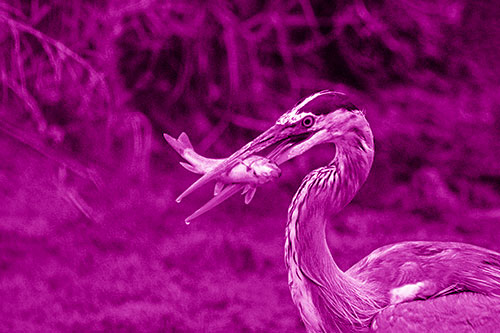 Great Blue Heron Clamps Trout Fish Between Beak (Pink Shade)