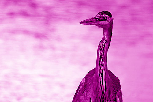 Great Blue Heron Glancing Among River (Pink Shade Photo)