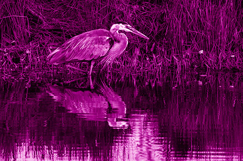 Great Blue Heron Searching Shoreline (Pink Shade Photo)