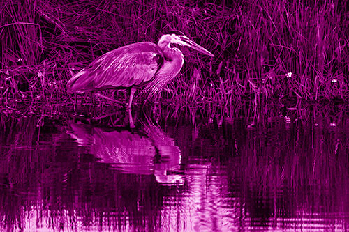 Great Blue Heron Searching Shoreline (Pink Shade)