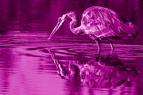Great Blue Heron Snatches Pond Fish (Pink Shade Photo)