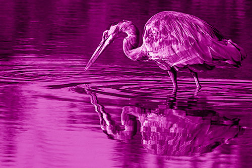 Great Blue Heron Snatches Pond Fish (Pink Shade)