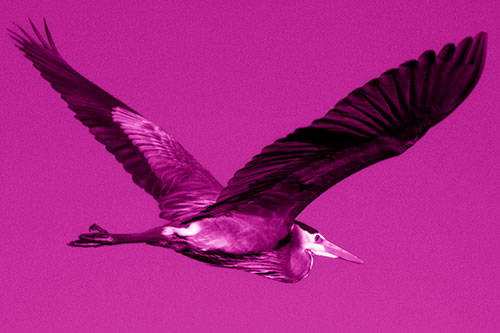 Great Blue Heron Soaring The Sky (Pink Shade Photo)