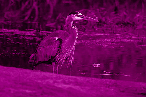 Great Blue Heron Standing Among Shallow Water (Pink Shade Photo)