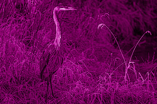Great Blue Heron Standing Tall Among Feather Reed Grass (Pink Shade Photo)