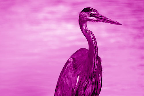 Great Blue Heron Standing Tall Among River Water (Pink Shade Photo)