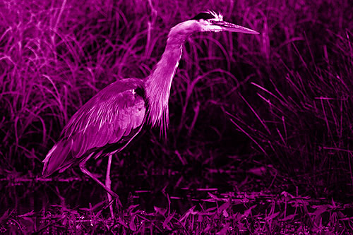 Great Blue Heron Wading Across River (Pink Shade Photo)