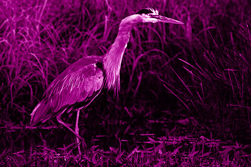 Great Blue Heron Wading Across River (Pink Shade)