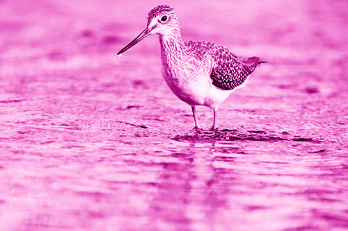 Greater Yellowlegs Bird Dripping Water From Beak (Pink Shade Photo)