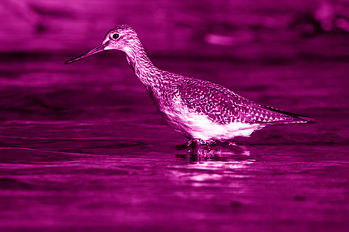 Greater Yellowlegs Bird Hunting For Fish (Pink Shade Photo)