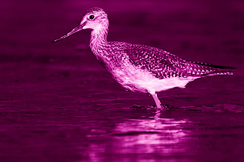 Greater Yellowlegs Bird Leaning Forward On Water (Pink Shade Photo)