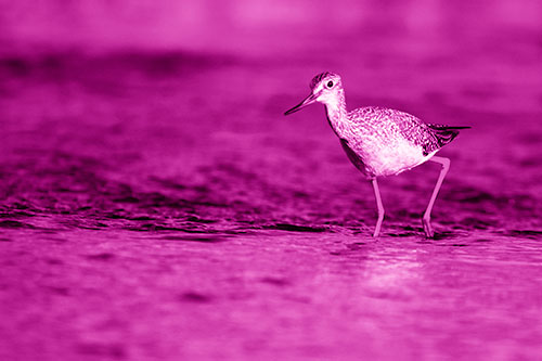 Greater Yellowlegs Bird Walking On River Water (Pink Shade Photo)