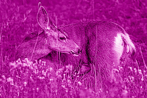 Grooming Mule Deer Bending Backwards Among Vegetation (Pink Shade)