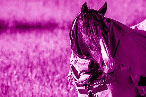 Hair Bang Horse Glancing Sideways In Coat (Pink Shade Photo)
