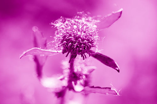 Hairy Gumplant Flower Embracing Sunshine (Pink Shade Photo)