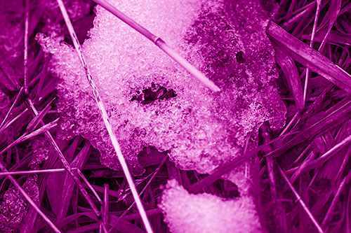 Half Melted Ice Face Smirking Among Reed Grass (Pink Shade Photo)