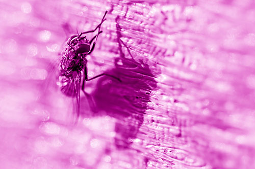 Hand Rubbing Cluster Fly Cleansing Self (Pink Shade Photo)