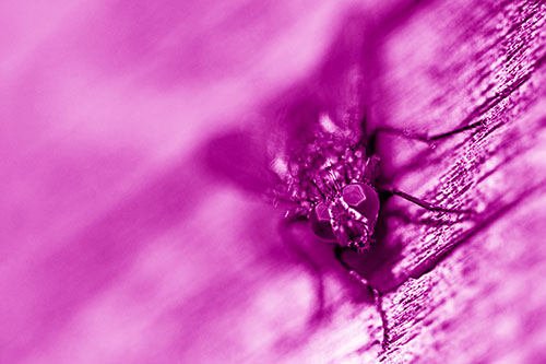 Happy Cluster Fly Enjoys Getting Suntan Among Cracked Wood (Pink Shade)