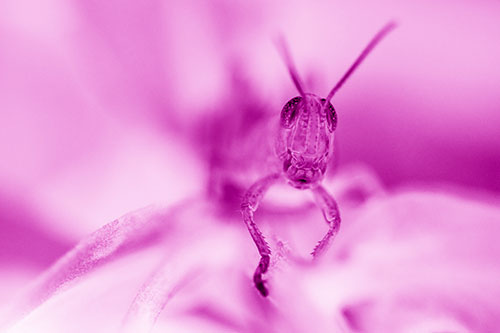 Happy Grasshopper Smiling Among Sneezeweed Leaves (Pink Shade)