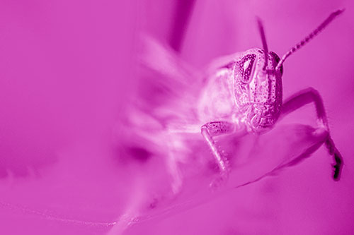 Happy Grasshopper Standing Among Sloping Leaf (Pink Shade)