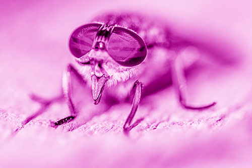 Happy Horse Fly Sticking Out Tongue Among Sunlight (Pink Shade)