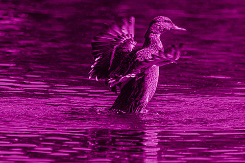 Happy Mallard Duck Flapping Wings Towards Sunshine (Pink Shade)
