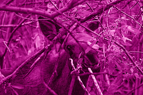 Happy Moose Smiling Behind Tree Branches (Pink Shade Photo)