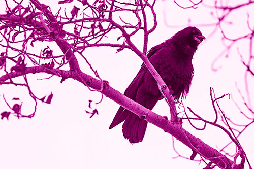 Happy Open Mouthed Crow Cawing (Pink Shade Photo)