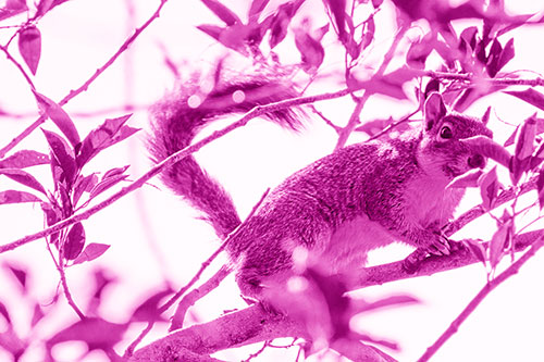 Happy Squirrel With Chocolate Covered Face (Pink Shade Photo)
