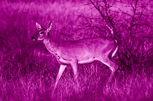 Happy White Tailed Deer Enjoying Stroll Through Grass (Pink Shade)