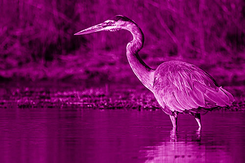 Head Tilting Great Blue Heron Hunting For Fish (Pink Shade Photo)