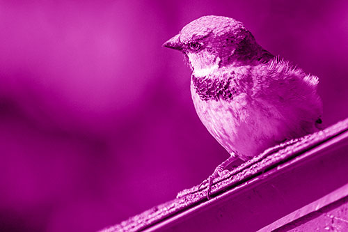 Head Tilting House Sparrow Perched Along Rooftop (Pink Shade)