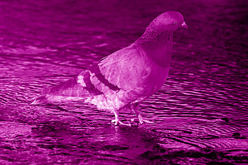 Head Tilting Pigeon Wading Atop River Water (Pink Shade Photo)