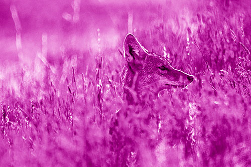 Hidden Coyote Watching Among Feather Reed Grass (Pink Shade Photo)