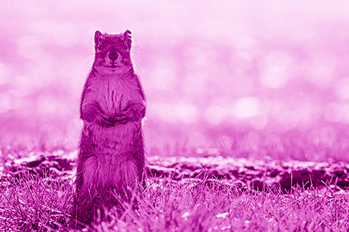 Hind Leg Squirrel Standing Among Grass (Pink Shade)