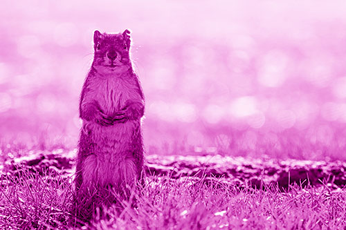 Hind Leg Squirrel Standing Among Grass (Pink Shade Photo)