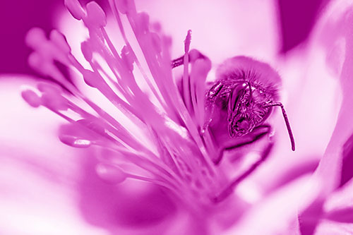 Honey Bee Crawling Among Columbine Flower (Pink Shade)