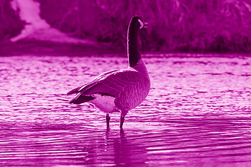 Honking Canadian Goose Standing Among River Water (Pink Shade Photo)
