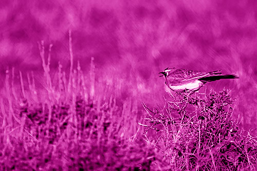 Horned Lark Chirping Loudly Perched Atop Sticks (Pink Shade Photo)
