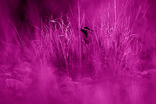 Horned Lark Hiding Among Grass (Pink Shade Photo)