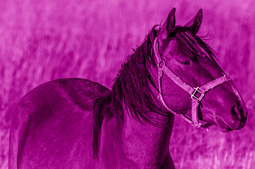 Horse Enjoying Grassy Dinner Meal (Pink Shade Photo)